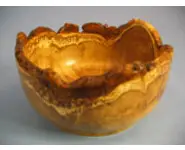 Coupe loupe d'acacia